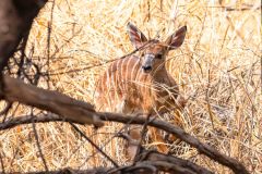 2023-09-Guestfarm-Otjiwa-379