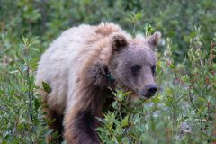 2022-07-Juneau-087