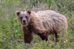 2022-07-Juneau-095