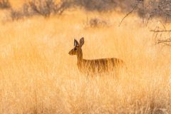 2023-07-Hardap-NWR-044