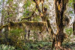 2022-09-Olympic-NP-166-Pano