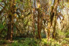 2022-09-Olympic-NP-212-Pano