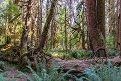 2022-09-Olympic-NP-221-Pano