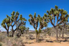 2022-04-Joshua-tree-NP-006