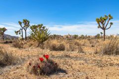 2022-04-Joshua-tree-NP-020