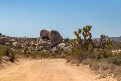 2022-04-Joshua-tree-NP-124