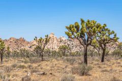 2022-04-Joshua-tree-NP-166