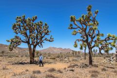 2022-04-Joshua-tree-NP-185