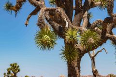 2022-04-Joshua-tree-NP-187