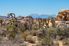 2022-04-Joshua-tree-NP-214