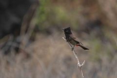 2022-04-Oahu-Kaena-Point-16-