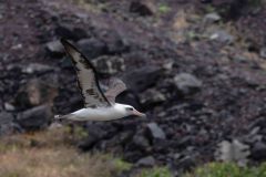 2022-04-Oahu-Kaena-Point-22-