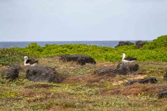 2022-04-Oahu-Kaena-Point-26-