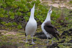 2022-04-Oahu-Kaena-Point-36-