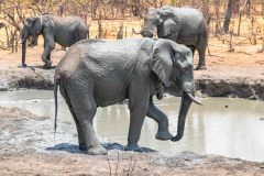 2023-10-Chobe-Forest-105