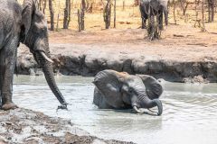 2023-10-Chobe-Forest-115