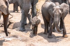 2023-10-Chobe-Forest-133