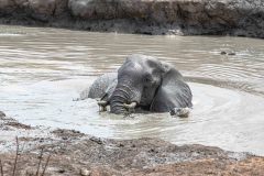 2023-10-Chobe-Forest-159