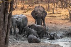 2023-10-Chobe-Forest-210