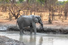 2023-10-Chobe-Forest-221