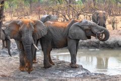 2023-10-Chobe-Forest-228