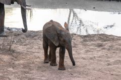 2023-10-Chobe-Forest-236