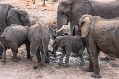 2023-10-Chobe-Forest-243