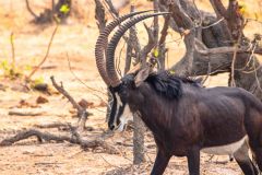 2023-10-Chobe-Forest-168