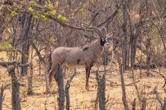 2023-10-Chobe-Forest-201