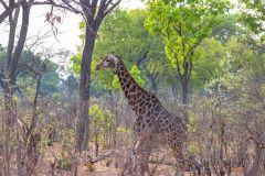 2023-10-Chobe-Forest-245