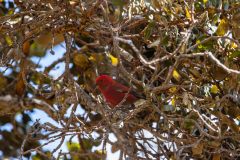 2022-03-Big-Island-Kaulana-Manu-trail-05