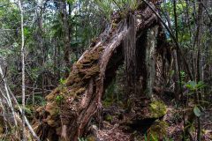 2022-03-Big-Island-Kaulana-Manu-trail-14