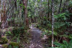 2022-03-Big-Island-Kaulana-Manu-trail-19