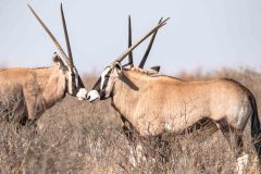 2023-07-Kgalagadi-1-005