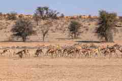 2023-07-Kgalagadi-1-036-sh