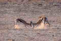 2023-07-Kgalagadi-1-123-sh