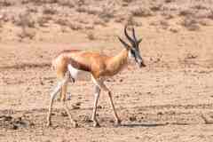 2023-07-Kgalagadi-2-35-sh