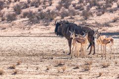 2023-07-Kgalagadi-2-57