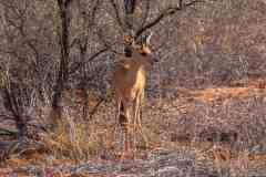 2023-07-Kgalagadi-4-017-sh