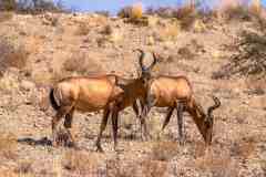 2023-07-Kgalagadi-4-095-sh