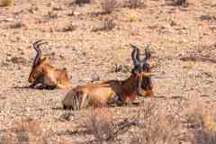 2023-07-Kgalagadi-4-135-sh