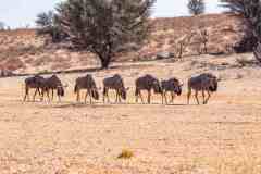 2023-07-Kgalagadi-7-079-sh