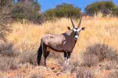 2023-07-Kgalagadi-7-119-sh