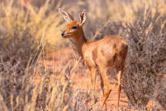 2023-07-Kgalagadi-7-132