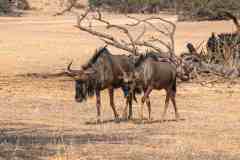 2023-07-Kgalagadi-8-269-sh