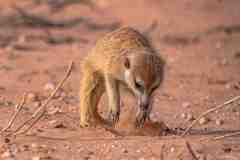 2023-07-Kgalagadi-4-234-sh