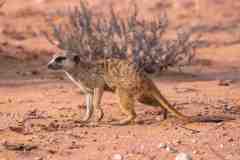 2023-07-Kgalagadi-4-239-sh