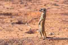 2023-07-Kgalagadi-4-242-sh