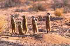 2023-07-Kgalagadi-7-008-sh