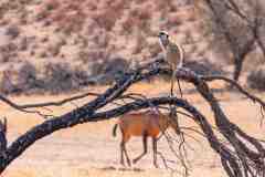 2023-07-Kgalagadi-7-063-sh